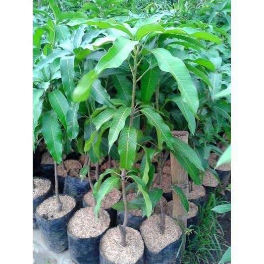 BIBIT MANGGA MAHATIR/POHON MANGGA MAHATIR/BUAH