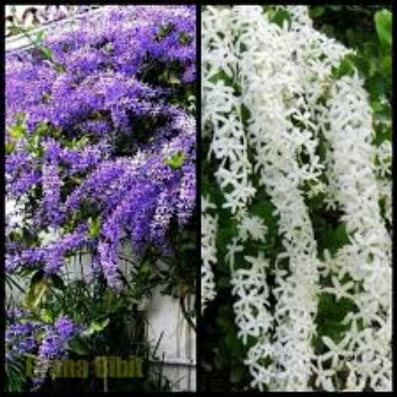 tanaman bibit bunga wisteria/ Petrea