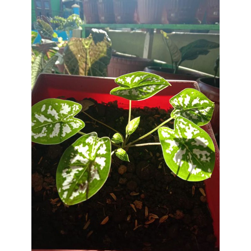 bunga keladi liliput