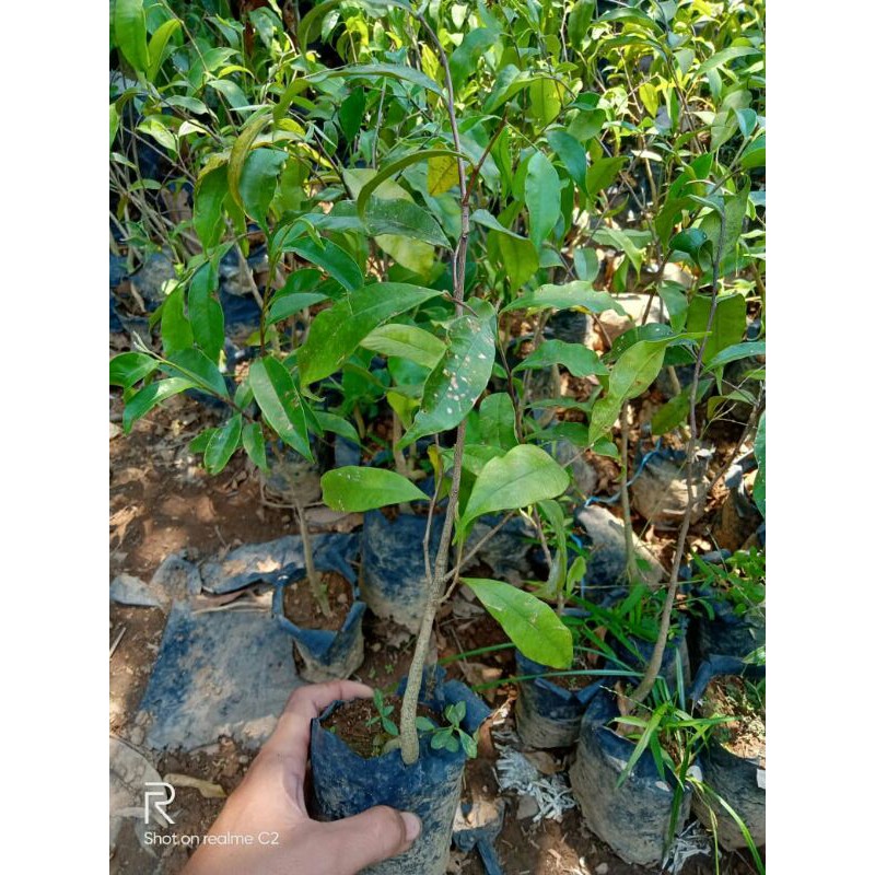 BIBIT TANAMAN GAHARU bibit gaharu bibit kayu gaharu