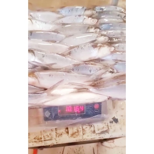 

IKAN BANDENG MAKASSAR GROSIR 1 Karton 10 KG