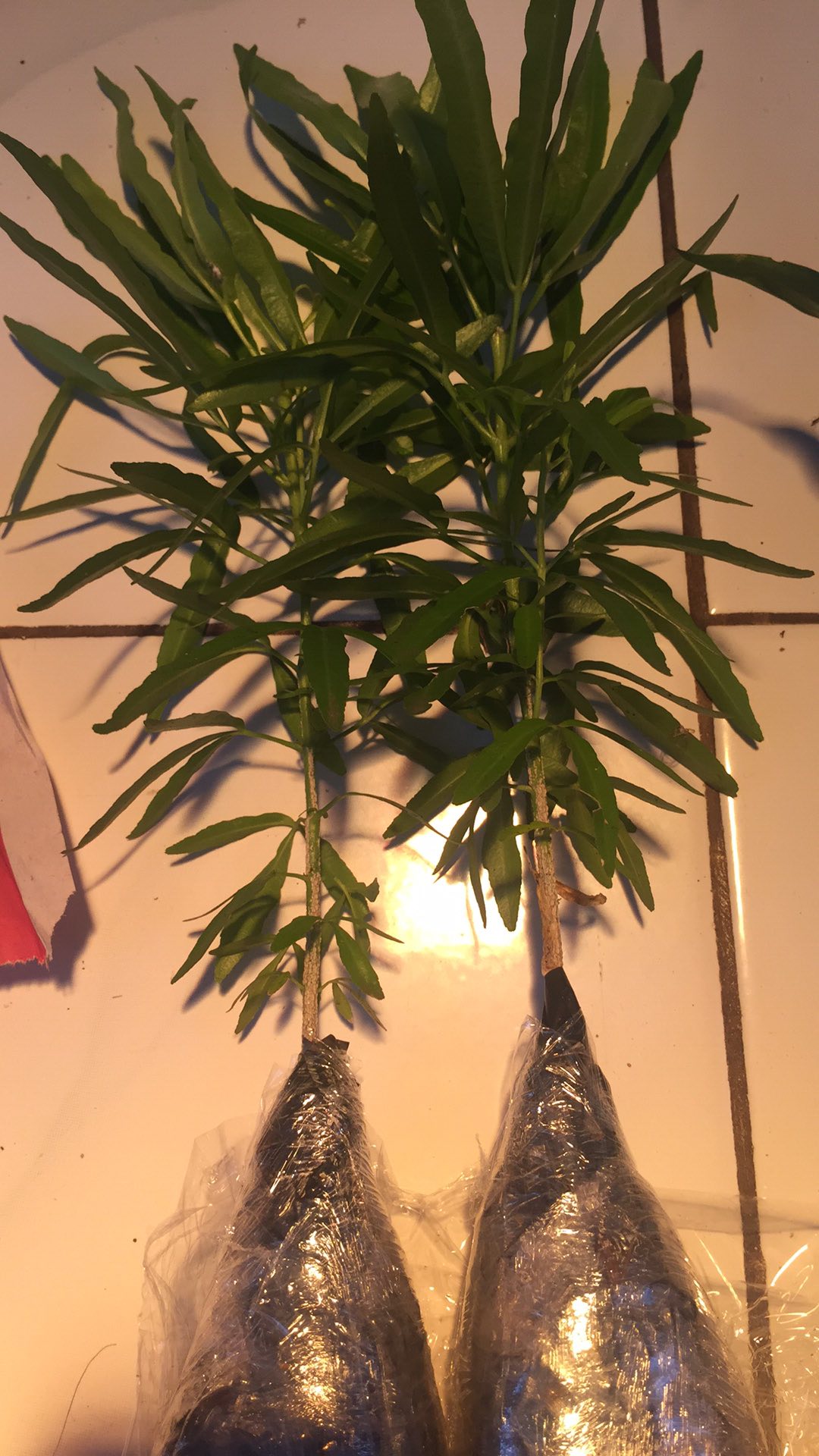 Bibit Tanaman Zodia / Pohon Zodia Anti Nyamuk