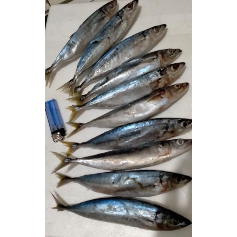 

Ikan Kembung Layang Langsung dari kawasan Perikanan!!! Termurah!!