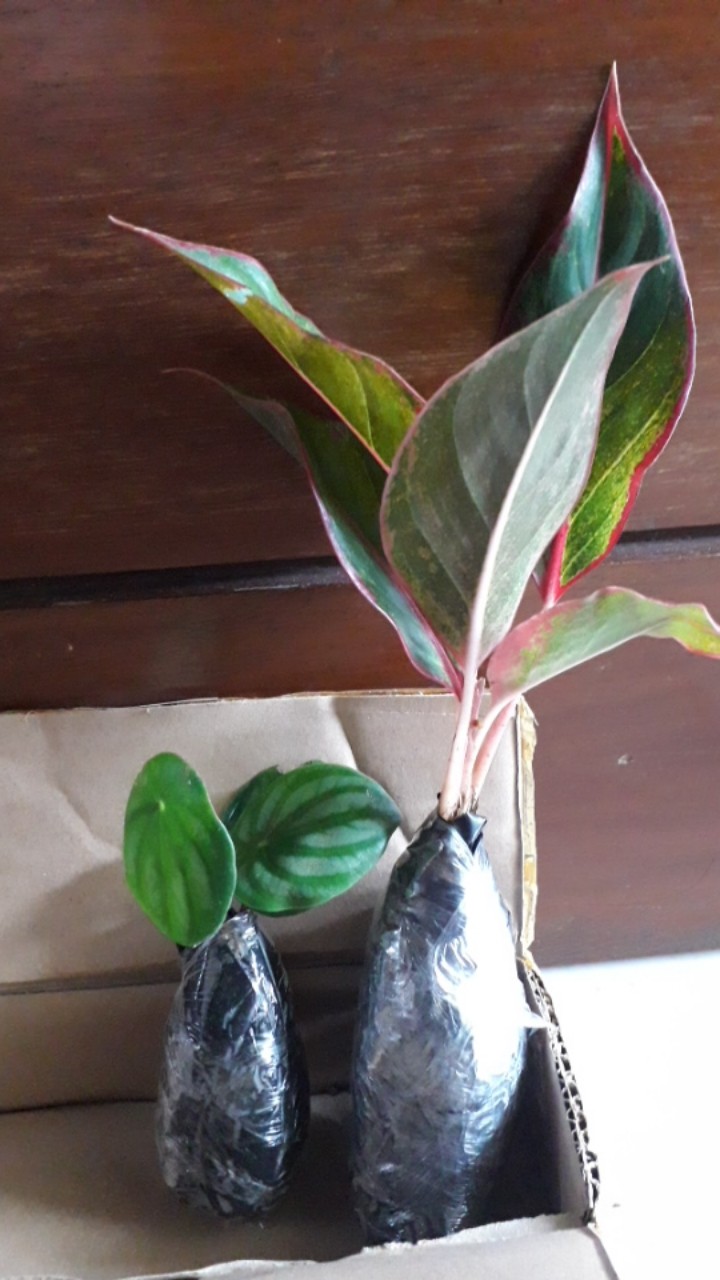 Tanaman Hias Peperomia Water Melon