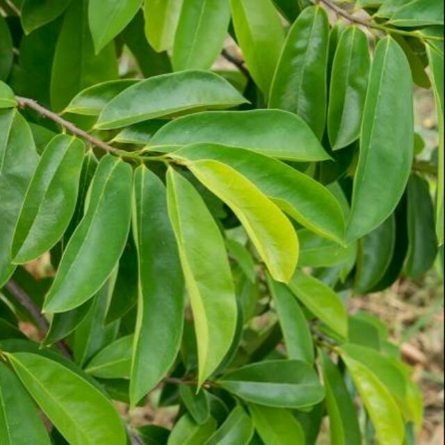 

Daun Sirsak Segar / Obat Kanker Tumor / Herbal
