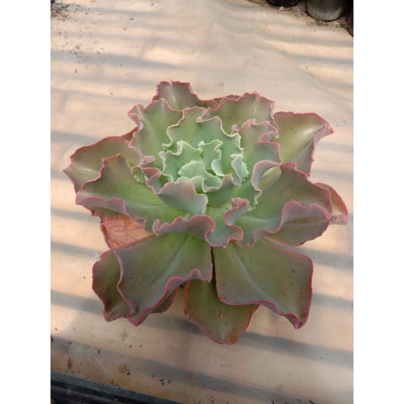 Kaktus Sukulen Echeveria chantilly Medium