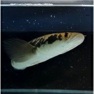 channa yellow sentarum