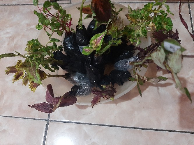 Tanaman Hias Miana Iler Paket 12 Random