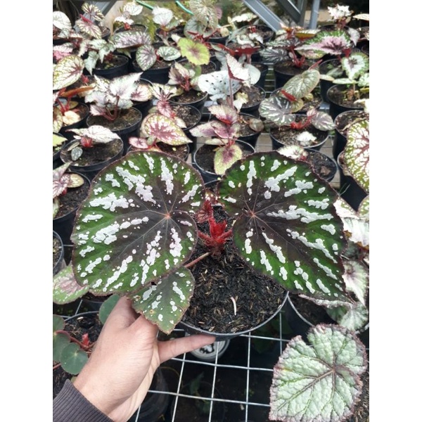 tanaman hias begonia kitkat / begonia batik hitam