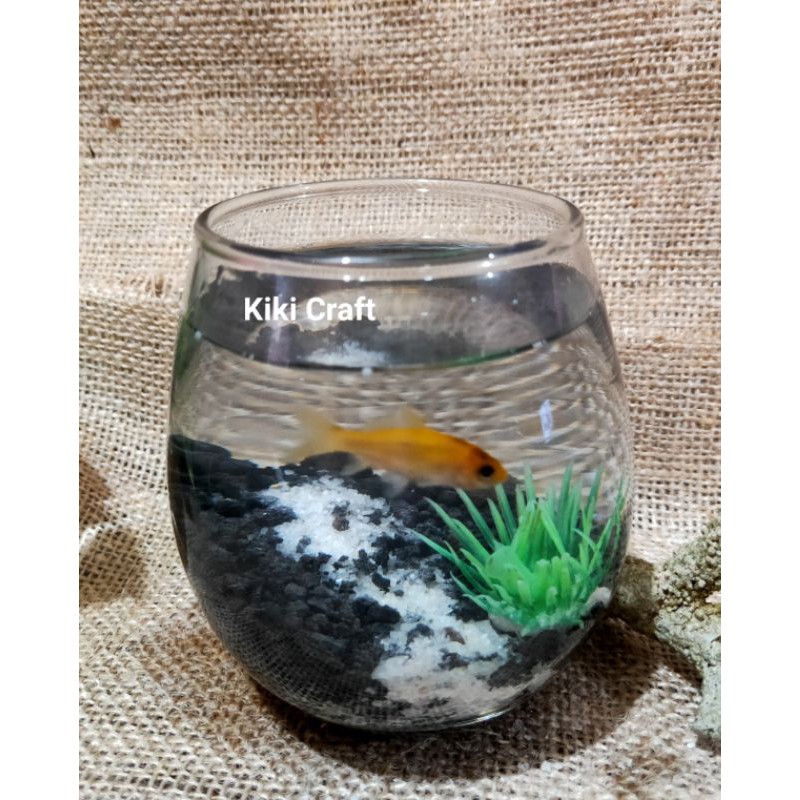 AQUARIUM MINI IKAN CUPANG