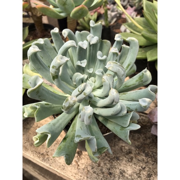 tanaman hias kaktus dan skulen hidup (BE jumbo)