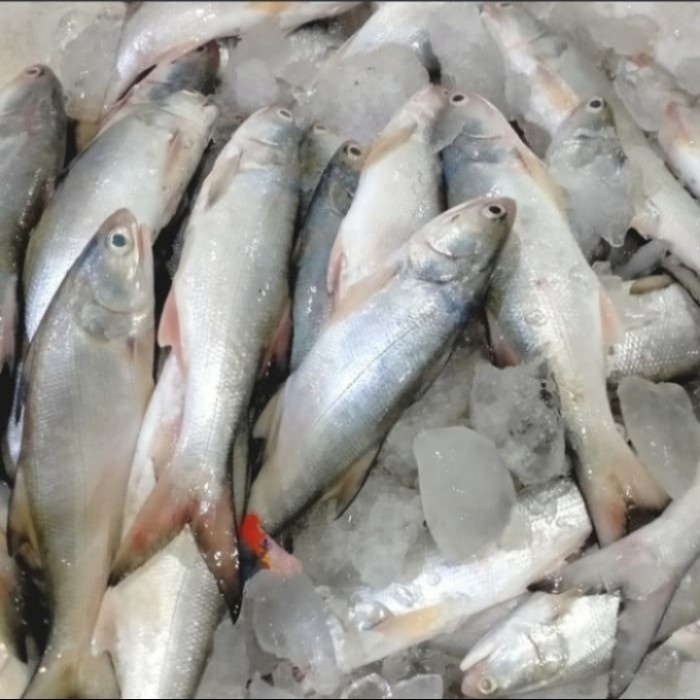 

Ikan Senangin / Kuro Ikan Laut Segar 1kg