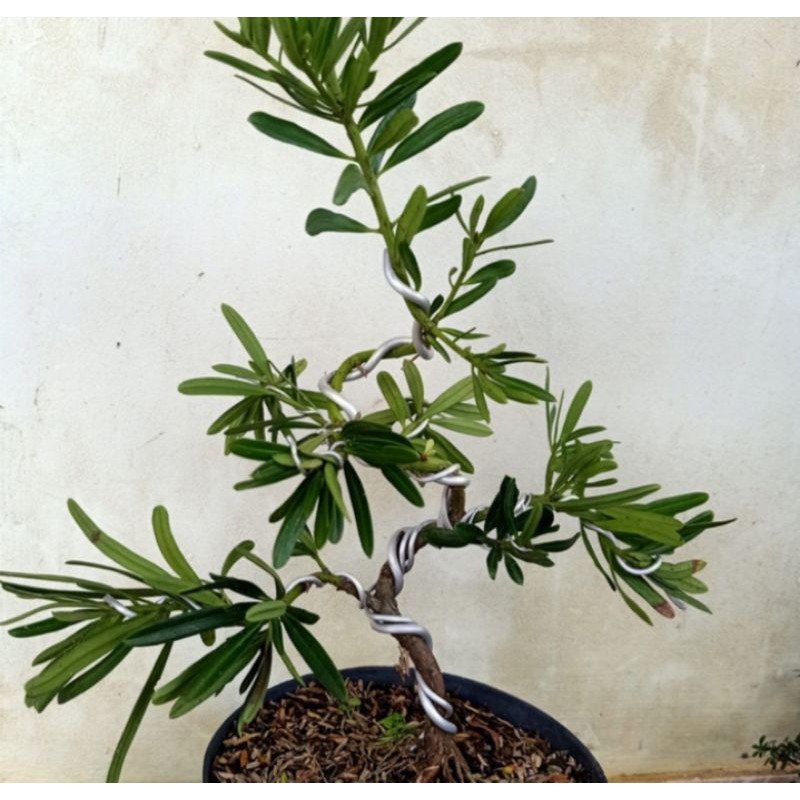 bonsai lohansung tanaman hias pohon bonsai lohansung