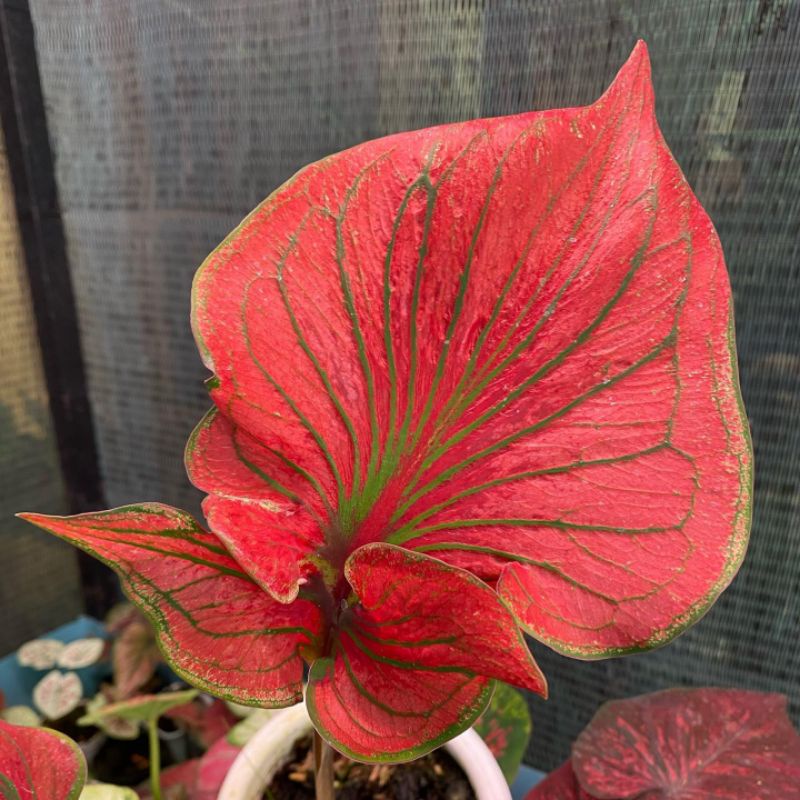 CALADIUM RED CERIA BIBIT HIAS KELADI RED CERIA BIBIT MURAH MERIAH