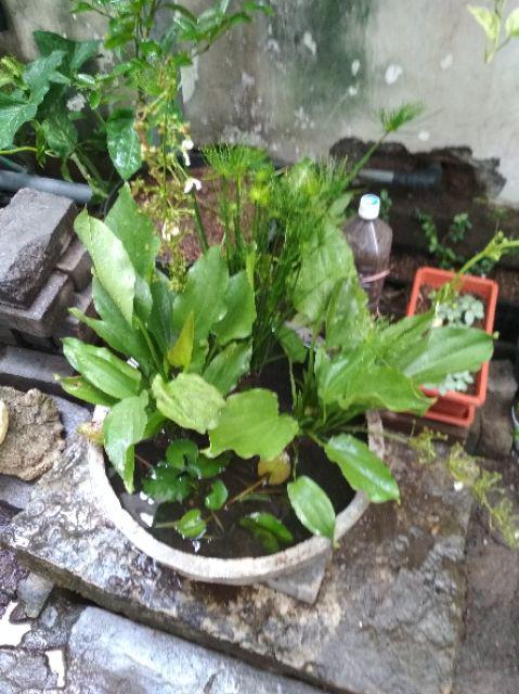 Tanaman Hias Melati Air