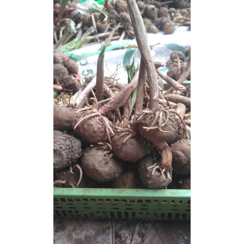 Bibit Umbi Porang 1 kg murah