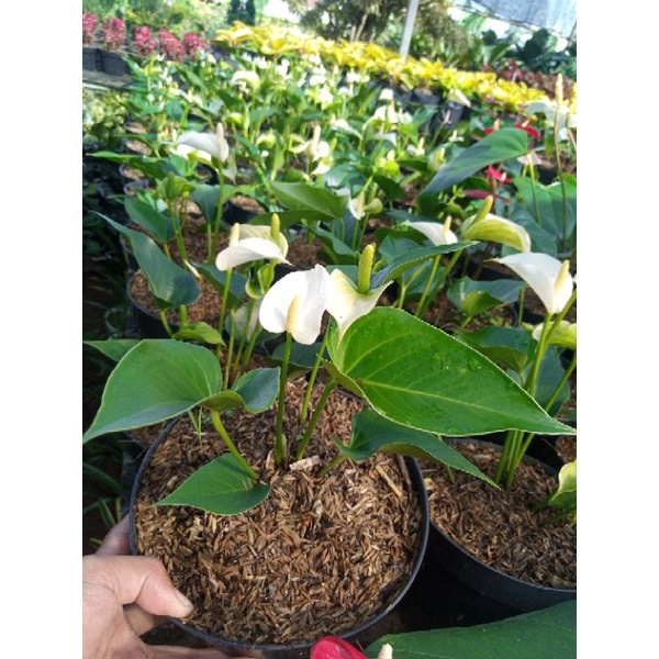 anthurium bunga safari putih