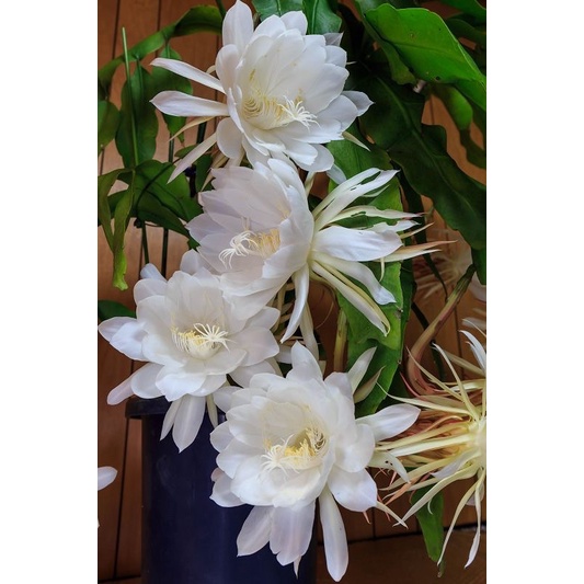 ( PROMO ) MURAH Bunga Wijaya Kusuma Putih Asli Besar Rimbun Gantung Hidup Tanaman Hias Rumah Dalam P