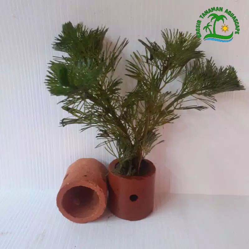 cabomba green tanaman air aquarium aksesoris hiasan aquascape tanaman air hidup aquarium full air - 