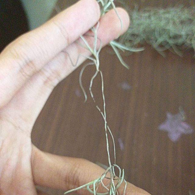 Tanaman Rambat Jenggot Dewa I Spanish Moss