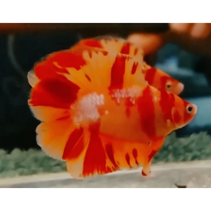 IKAN CUPANG HIAS SEPASANG KING NEMO LEOPARD FIRE LUXURY LIMITED EDITION + FREE 5 EKOR