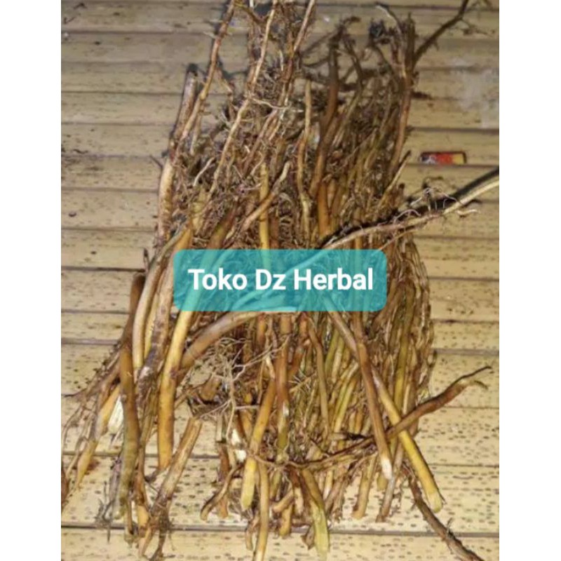 

Akar bambu kuning asli segar per 250 gram-az