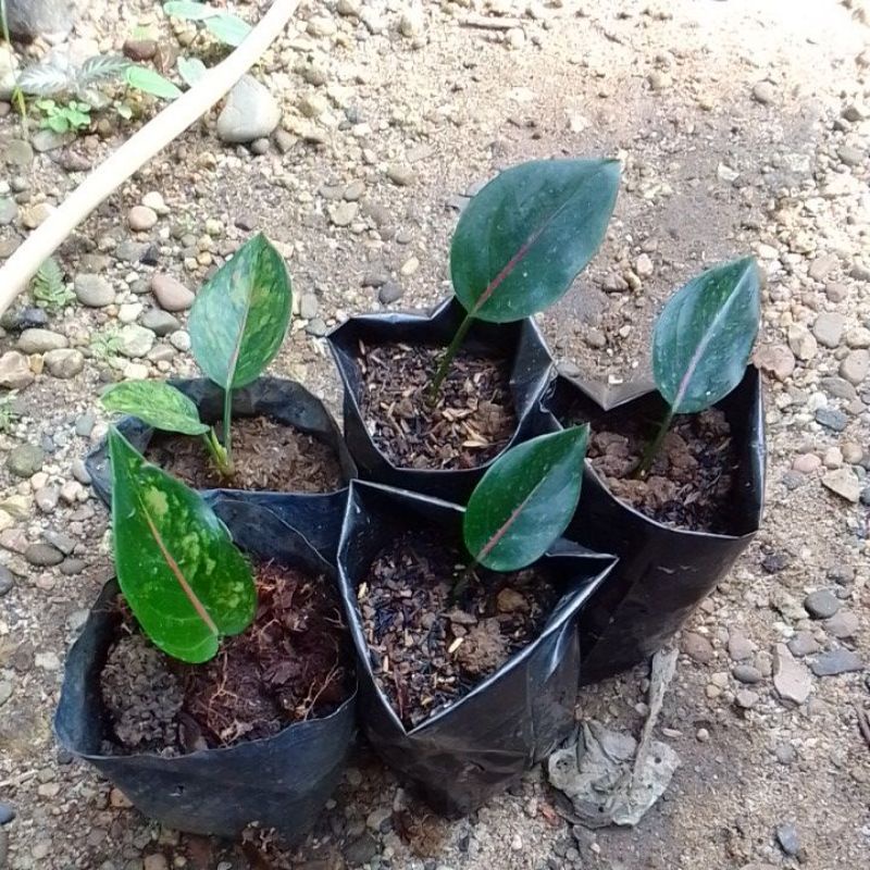 aglonema hengheng anakan