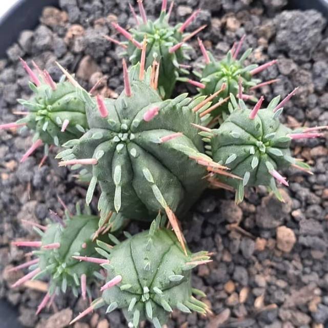 Kaktus sekulen euporbia sub mamilaria