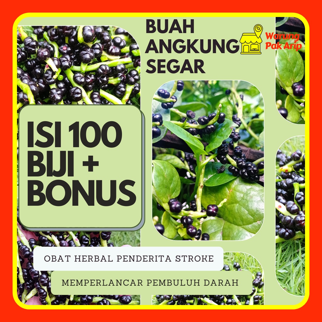 

Buah Angkung Segar Herbal Mencegah Stroke Asam Urat Penyumbatan Memperlancar Peredaran Darah