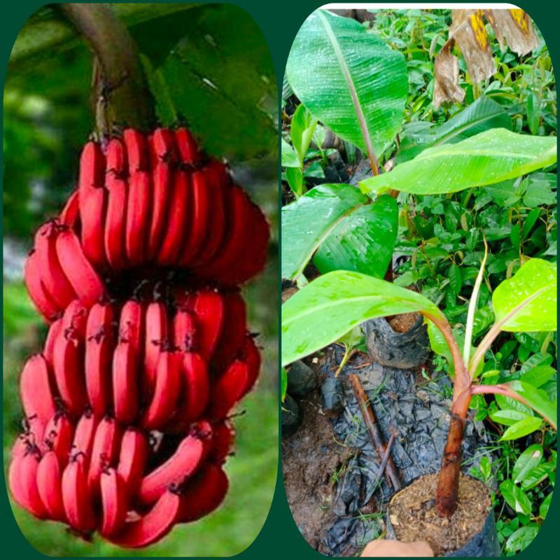 bibit buah pisang merah