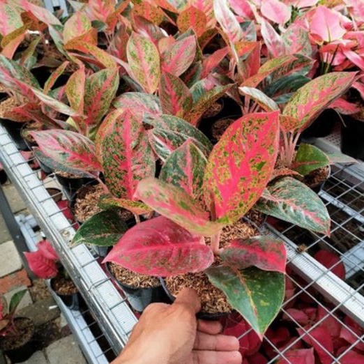 Aglonema Red Stardust Daun 6-7 Size Dewasa