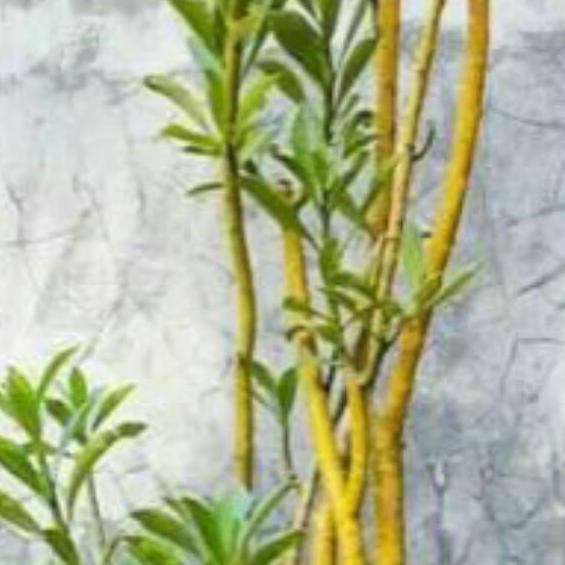 PROMOSI  9.9 Benih/bibit Biji bunga kamboja/adenium ARABICUM ,THAISOCO & ARAB YELLOW [KODE 491]