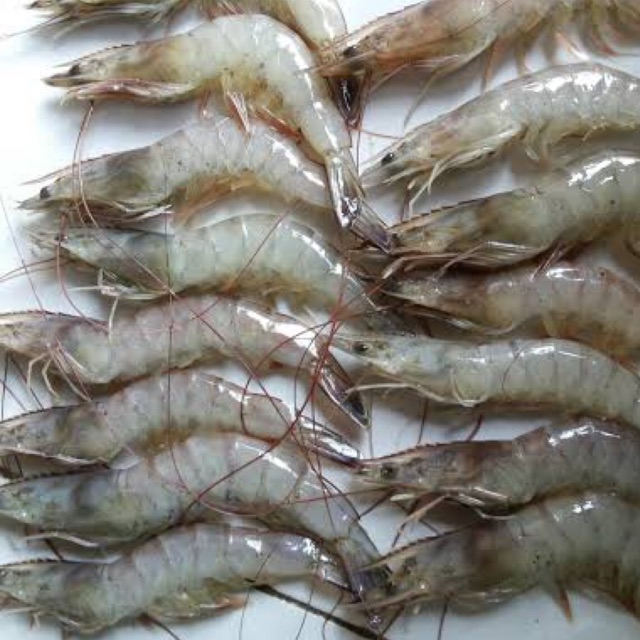 

Udang BESAR ±250 gram