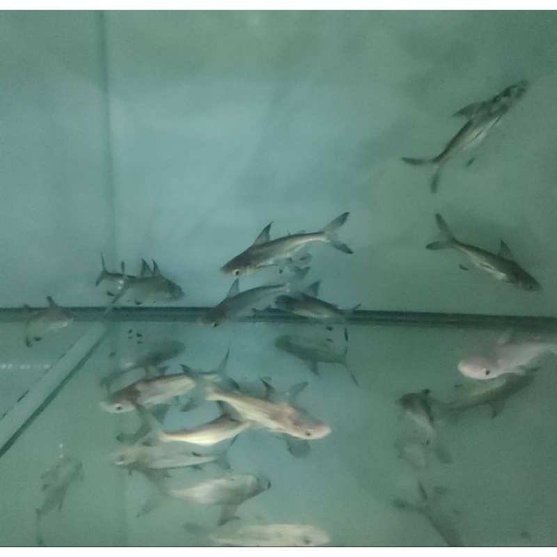 genghiskhan hiu air tawar