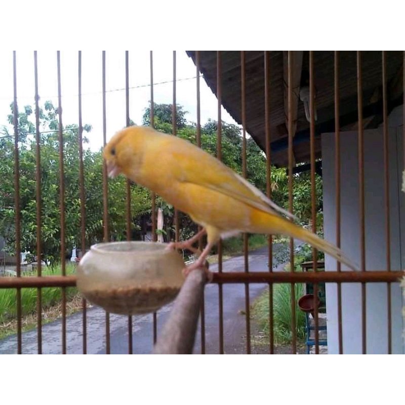 burung kenari AFS jadi gacor