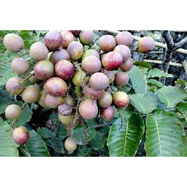 

Bibit Matoa