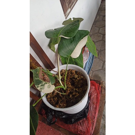 Monstera Varigata 1 daun pancing
