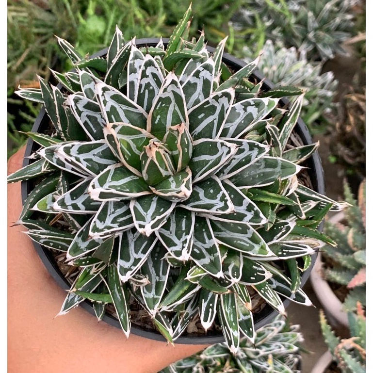 agave victoria 12 cm