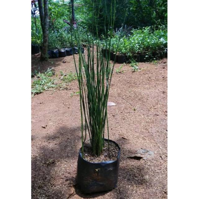 Bambu Air tanaman Hias untuk pot panjang