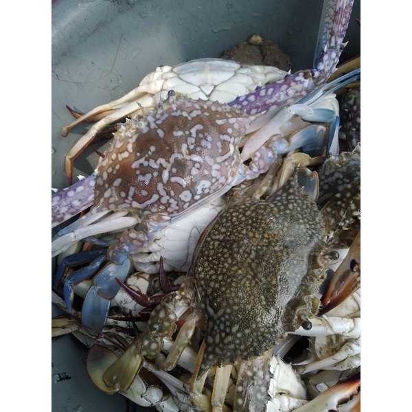 

RAJUNGAN ISI 4-6 EKOR PERKG