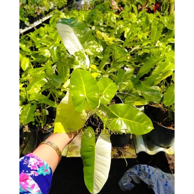 PHILO BURLE MARX VARIGATA