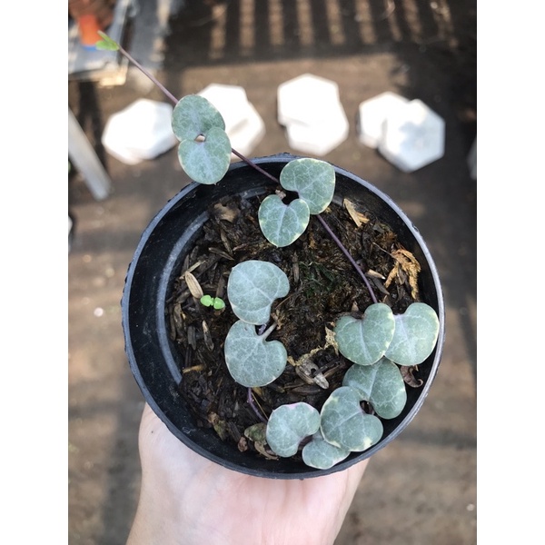 String of Heart Variegata Murah