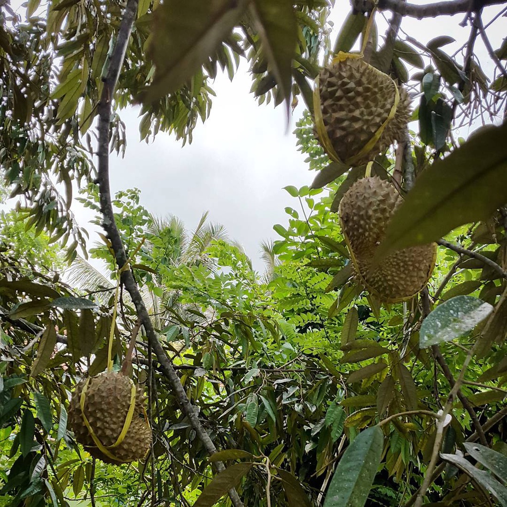 Bibit Durian Montong Kaki 3 (Jaminan Original)