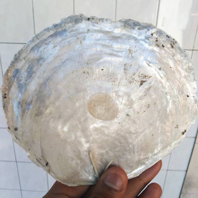 Kulit kerang simping