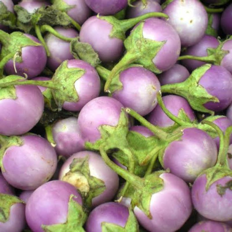 

BSM | TERMURAH Terong Ungu Bulat Besar / Terong Ungu Bola 500gr - 1kg | Sayur online