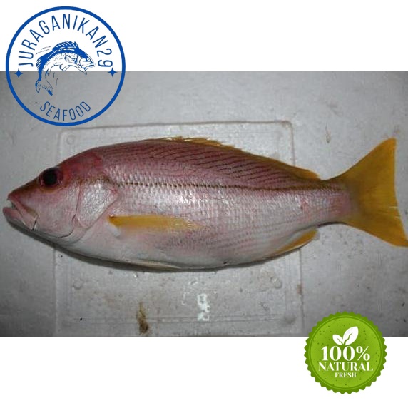 

Ikan Kuniran Segar 1~Kilogram