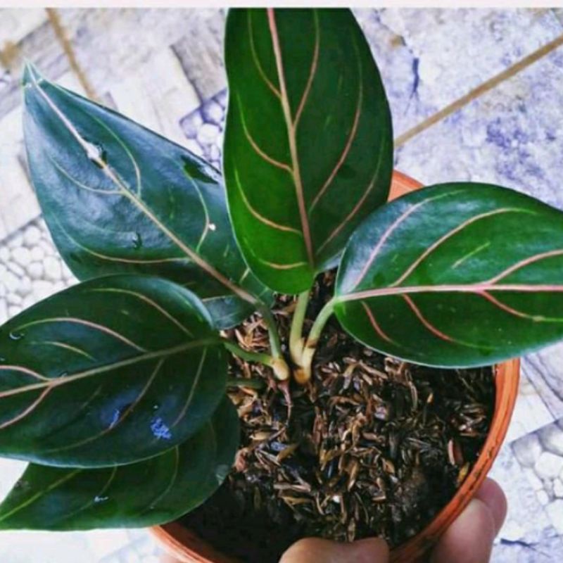 tanaman hias aglonema rotundum Tiger hijau/bibit tanaman hias aglonema rotundum Tiger hijau cantik t