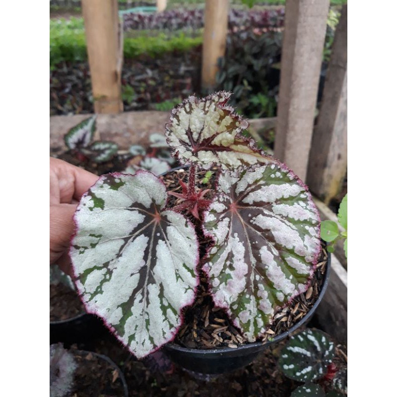 begonia silver pink remaja