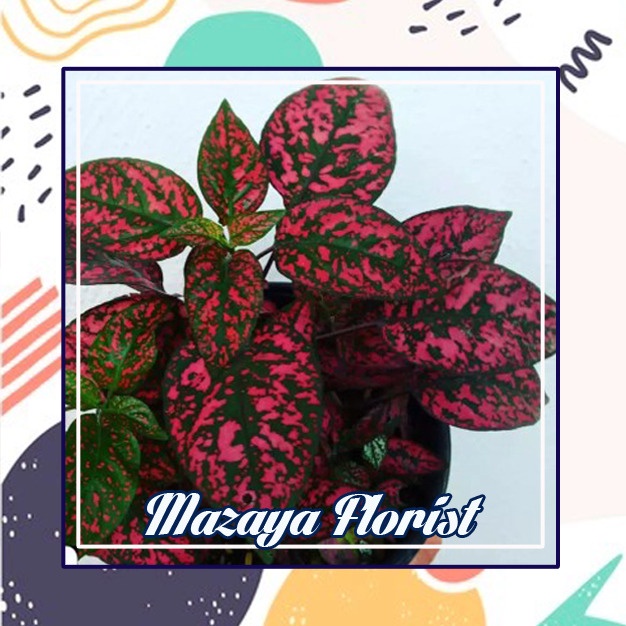 Bibit hypoestes Polkadot  Merah