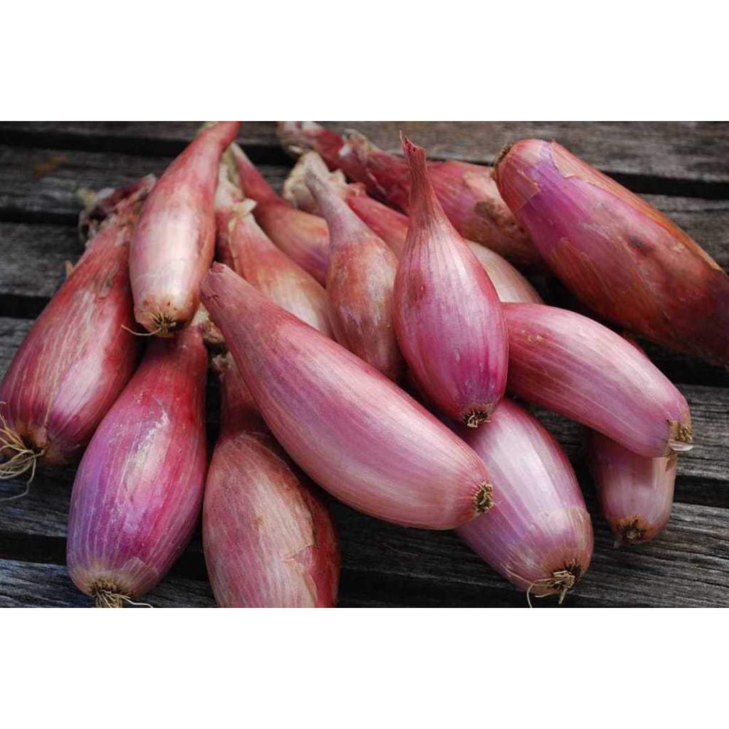 Benih Bibit Biji - Onion Shallot Zebrune Bawang Merah Pisang Seeds - IMPORT - Panen Dalam 100 Hari